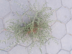 Amaranthaceae
