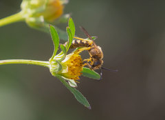 Halictus scabiosae