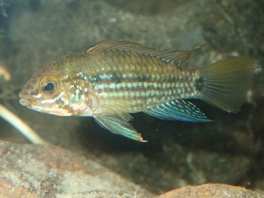 Redstripe dwarf cichlid (Apistogramma rubrolineata) — Cichlidae
