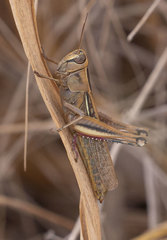 Eyprepocnemis plorans