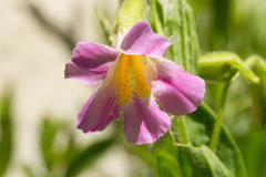 Erythranthe erubescens