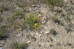 Genista micrantha