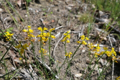Genista micrantha