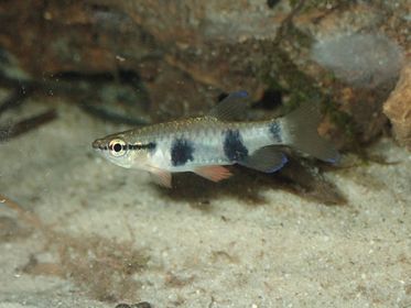 Banded Pyrrhulina