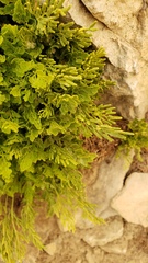 Cryptogramma cascadensis image