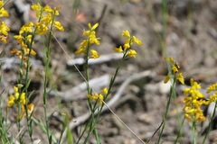 Genista micrantha
