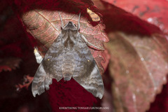 Acosmeryx pseudonaga