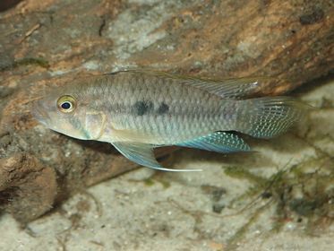 Apistogramma de Lüling (Apistogramma luelingi)