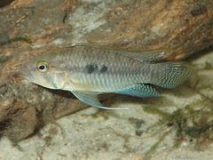 Apistogramma luelingi