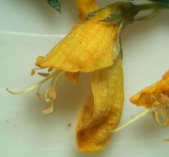 Genista micrantha