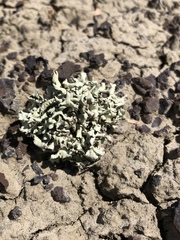 Xanthoparmelia chlorochroa