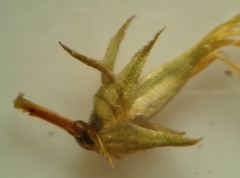 Genista micrantha