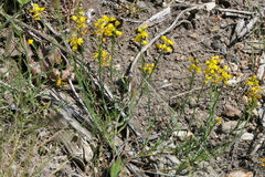Genista micrantha