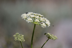 Angelica lineariloba