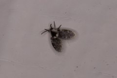 Lepiseodina conspicua