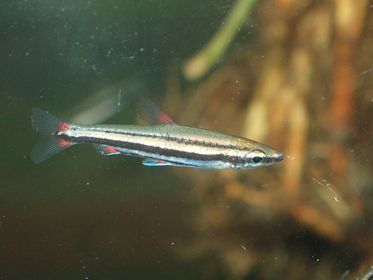 Three Stripe Pencilfish