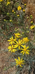 Senecio flaccidus douglasii