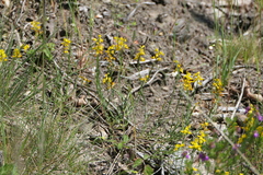 Genista micrantha