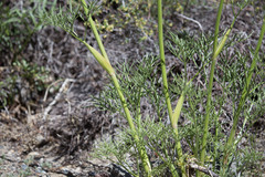 Angelica lineariloba