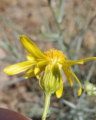 Senecio flaccidus douglasii