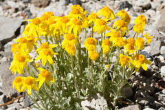 Eriophyllum lanatum integrifolium