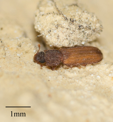 Zopheridae