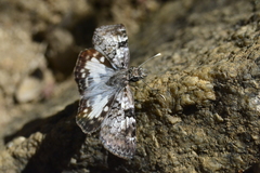 Chiomara asychis