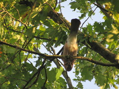 Garrulus glandarius