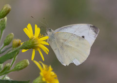 Pieris rapae