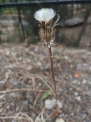 Crepis alpina
