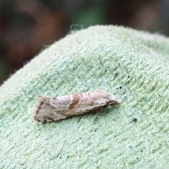 Cochylimorpha straminea