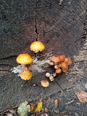 Pholiota aurivella