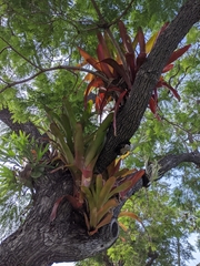 Aechmea blanchetiana