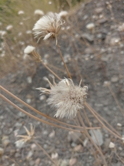 Crepis alpina