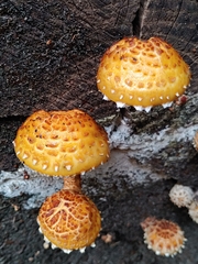 Pholiota aurivella