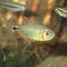 Head and Tail Light Tetra - Photo (c) Joseph See, some rights reserved (CC BY-NC), uploaded by Joseph See