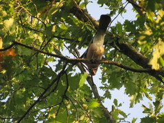 Garrulus glandarius