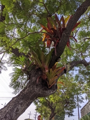 Aechmea blanchetiana