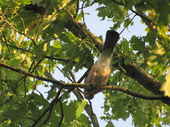 Garrulus glandarius