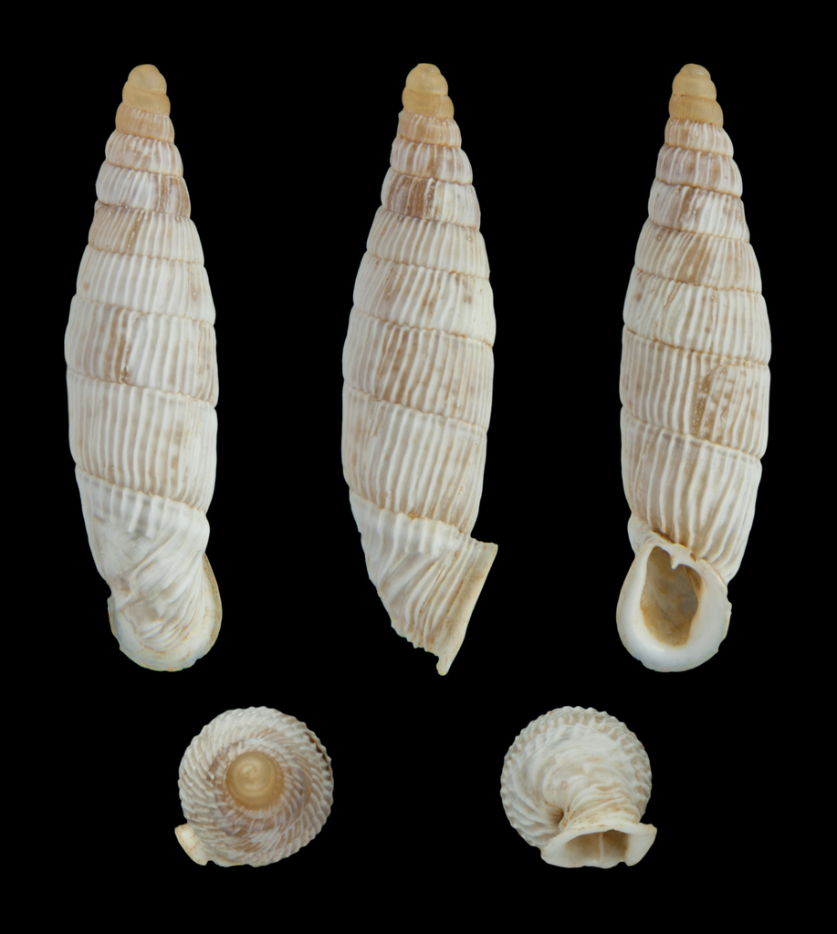Albinaria senilis