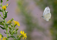 Pieris rapae