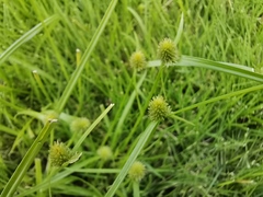 Cyperus aromaticus