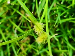 Cyperus aromaticus