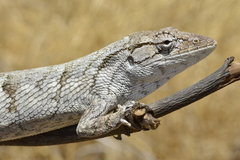 Polychrus acutirostris