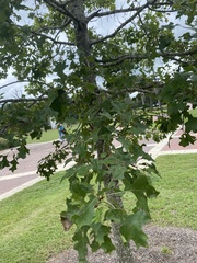 Quercus