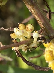 Cuscuta coryli