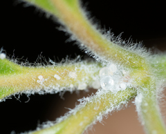 Ctenarytaina longicauda