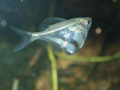 Carnegiella strigata