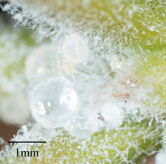 Ctenarytaina longicauda