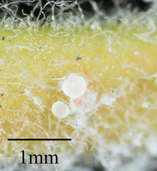 Ctenarytaina longicauda